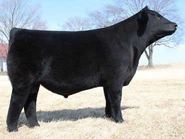 Four Corners Farms :: Angus Cattle in Illinois